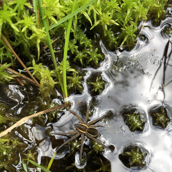 Dolomède des marais (Dolomedes fimbriatus) et sphaignes © Nicolas Macaire / LPO